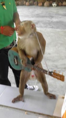 Phuket Monkey School